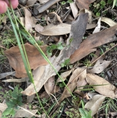 Austrostipa sp. at Long Beach, NSW - 11 Jan 2023 04:33 PM