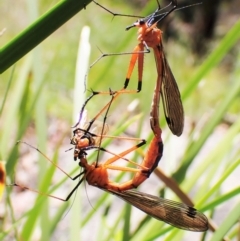 Harpobittacus australis (Hangingfly) at Cotter River, ACT - 10 Jan 2023 by CathB