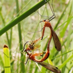 Harpobittacus australis at Cotter River, ACT - 10 Jan 2023 03:53 PM