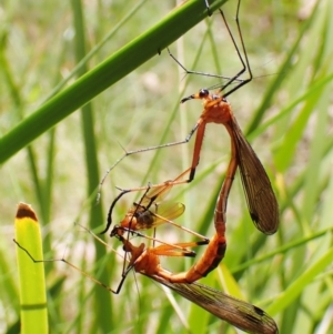 Harpobittacus australis at Cotter River, ACT - 10 Jan 2023