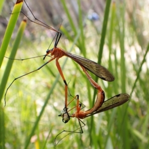 Harpobittacus australis at Cotter River, ACT - 10 Jan 2023 03:53 PM