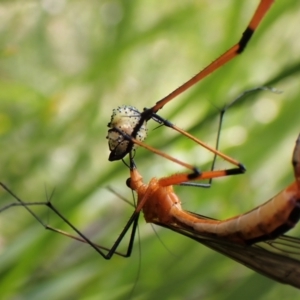 Harpobittacus australis at Cotter River, ACT - 10 Jan 2023