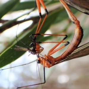 Harpobittacus australis at Cotter River, ACT - 10 Jan 2023 03:53 PM