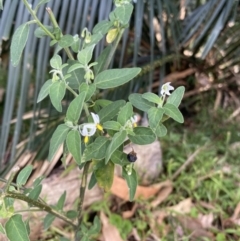 Solanum chenopodioides (Whitetip Nightshade) at Long Beach, NSW - 11 Jan 2023 by natureguy