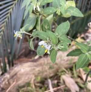 Solanum chenopodioides at Long Beach, NSW - 11 Jan 2023 04:31 PM