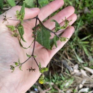 Sigesbeckia orientalis at Long Beach, NSW - 11 Jan 2023