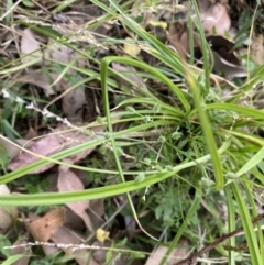 Daucus glochidiatus (Australian Carrot) at Long Beach, NSW - 11 Jan 2023 by natureguy