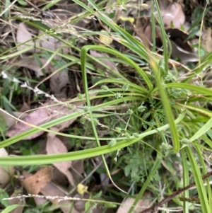 Daucus glochidiatus at Long Beach, NSW - 11 Jan 2023 04:30 PM