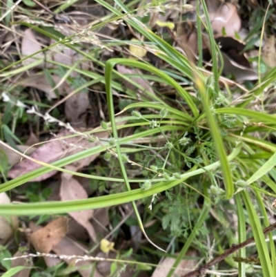 Daucus glochidiatus (Australian Carrot) at Long Beach, NSW - 11 Jan 2023 by natureguy