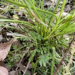 Daucus glochidiatus at Long Beach, NSW - 11 Jan 2023