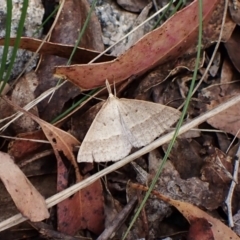 Epidesmia hypenaria (Long-nosed Epidesmia) at Namadgi National Park - 10 Jan 2023 by CathB