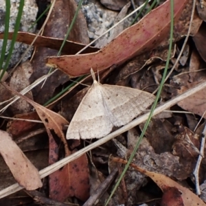 Epidesmia hypenaria at Paddys River, ACT - 10 Jan 2023