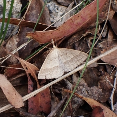 Epidesmia hypenaria (Long-nosed Epidesmia) at Paddys River, ACT - 10 Jan 2023 by CathB