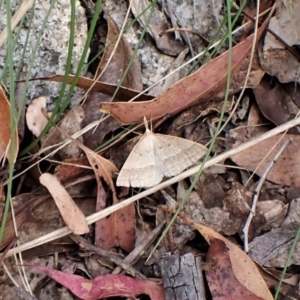 Epidesmia hypenaria at Paddys River, ACT - 10 Jan 2023