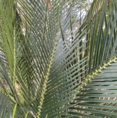 Macrozamia communis (Burrawang) at Long Beach, NSW - 11 Jan 2023 by natureguy