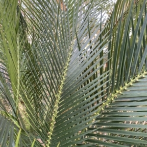 Macrozamia communis at Long Beach, NSW - 11 Jan 2023