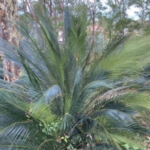 Macrozamia communis at Long Beach, NSW - 11 Jan 2023