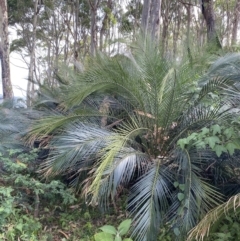 Macrozamia communis at Long Beach, NSW - 11 Jan 2023