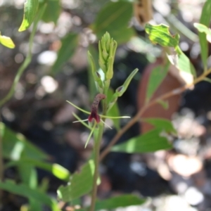 Cryptostylis leptochila at Boolijah, NSW - suppressed