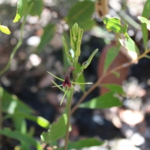 Cryptostylis leptochila at Boolijah, NSW - 28 Dec 2022