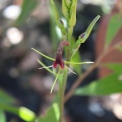 Cryptostylis leptochila at Boolijah, NSW - suppressed
