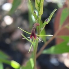 Cryptostylis leptochila at Boolijah, NSW - 28 Dec 2022