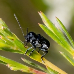 Aporocera (Aporocera) scabrosa (Leaf beetle) at Stromlo, ACT - 11 Jan 2023 by Roger