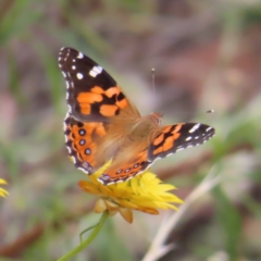 Vanessa kershawi (Australian Painted Lady) at Mount Taylor - 12 Jan 2023 by MatthewFrawley