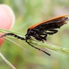 Porrostoma sp. (genus) (Lycid, Net-winged beetle) at Gibraltar Pines - 10 Jan 2023 by CathB