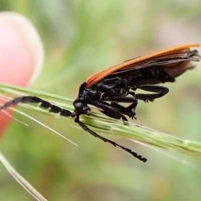 Porrostoma sp. (genus) (Lycid, Net-winged beetle) at Gibraltar Pines - 10 Jan 2023 by CathB