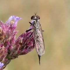 Cerdistus sp. (genus) (Yellow Slender Robber Fly) at Uriarra Recreation Reserve - 11 Jan 2023 by Roger