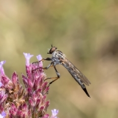 Cerdistus sp. (genus) at Stromlo, ACT - 12 Jan 2023