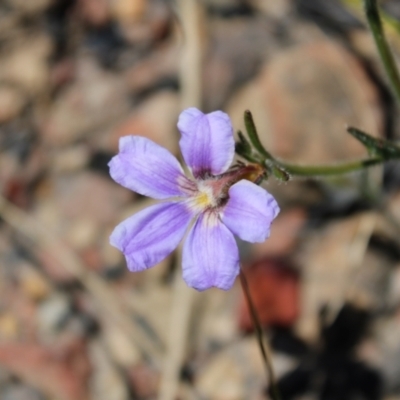 Scaevola ramosissima (Hairy Fan-flower) at Boolijah, NSW - 28 Dec 2022 by Tapirlord