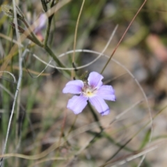 Scaevola ramosissima at Boolijah, NSW - 28 Dec 2022