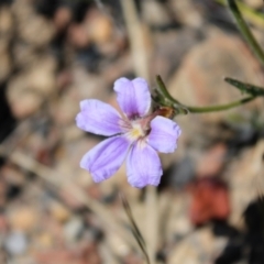 Scaevola ramosissima at Boolijah, NSW - 28 Dec 2022