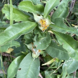 Hibbertia scandens at Long Beach, NSW - 11 Jan 2023