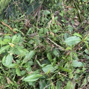 Hibbertia scandens at Long Beach, NSW - 11 Jan 2023