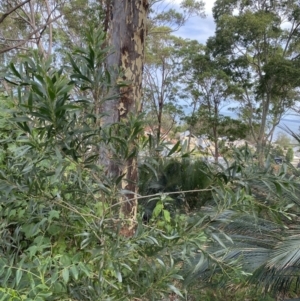 Acacia implexa at Long Beach, NSW - 11 Jan 2023