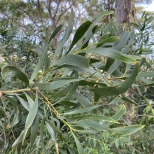 Acacia implexa at Long Beach, NSW - 11 Jan 2023 04:28 PM