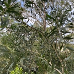 Acacia implexa at Long Beach, NSW - 11 Jan 2023