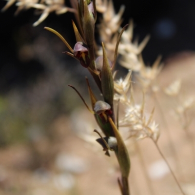 Orthoceras strictum (Horned Orchid) at Boolijah, NSW - 28 Dec 2022 by Tapirlord