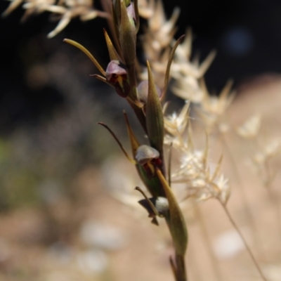 Orthoceras strictum (Horned Orchid) at Morton National Park - 28 Dec 2022 by Tapirlord