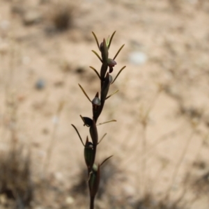 Orthoceras strictum at Boolijah, NSW - 28 Dec 2022