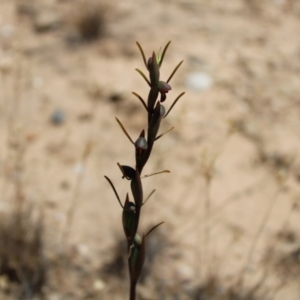 Orthoceras strictum at Boolijah, NSW - 28 Dec 2022