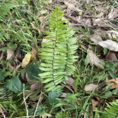 Pellaea falcata (Sickle Fern) at Long Beach, NSW - 11 Jan 2023 by natureguy