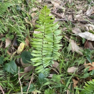 Pellaea falcata at Long Beach, NSW - 11 Jan 2023