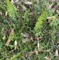 Pellaea falcata at Long Beach, NSW - 11 Jan 2023