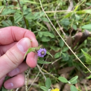 Verbena incompta at Long Beach, NSW - 11 Jan 2023 04:26 PM
