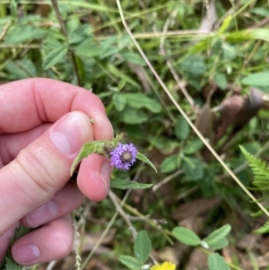 Verbena incompta at Long Beach, NSW - 11 Jan 2023