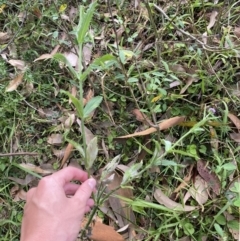 Verbena incompta at Long Beach, NSW - 11 Jan 2023